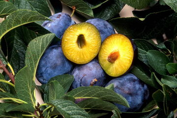 Frische Pflaumen
